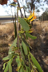 Dendrophthoe glabrescens