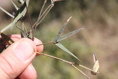 Desmodium campylocaulon