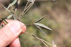 Desmodium campylocaulon
