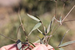 Desmodium campylocaulon