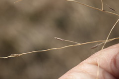 Digitaria porrecta