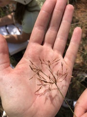 Bulbostylis burchellii