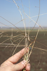 Digitaria porrecta