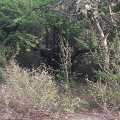 Boselaphus tragocamelus