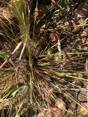 Bulbostylis burchellii