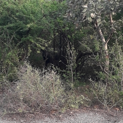 Boselaphus tragocamelus