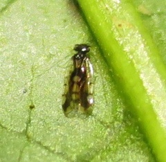 Ectopsocus gracilis