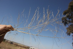 Eragrostis parviflora
