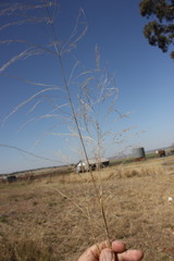 Eragrostis parviflora