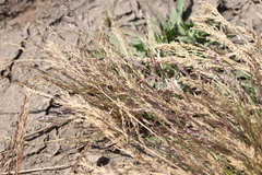 Eragrostis cylindriflora