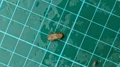 Lamelligomphus formosanus