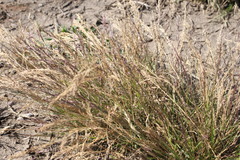 Eragrostis cylindriflora