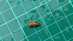 Lamelligomphus formosanus