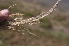 Eragrostis cylindriflora