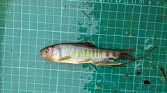 Opsariichthys pachycephalus