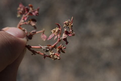 Euphorbia ophthalmica