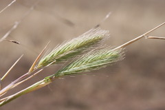 Hordeum murinum glaucum