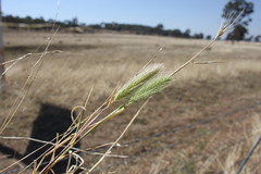 Hordeum murinum glaucum
