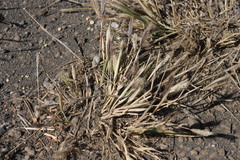 Hordeum murinum glaucum