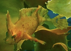 Cristiceps aurantiacus