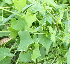 Zehneria marlothii