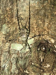 Pseudotrigonidium australis