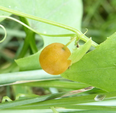 Zehneria marlothii