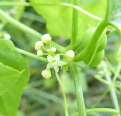 Zehneria marlothii