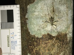 Pseudotrigonidium australis