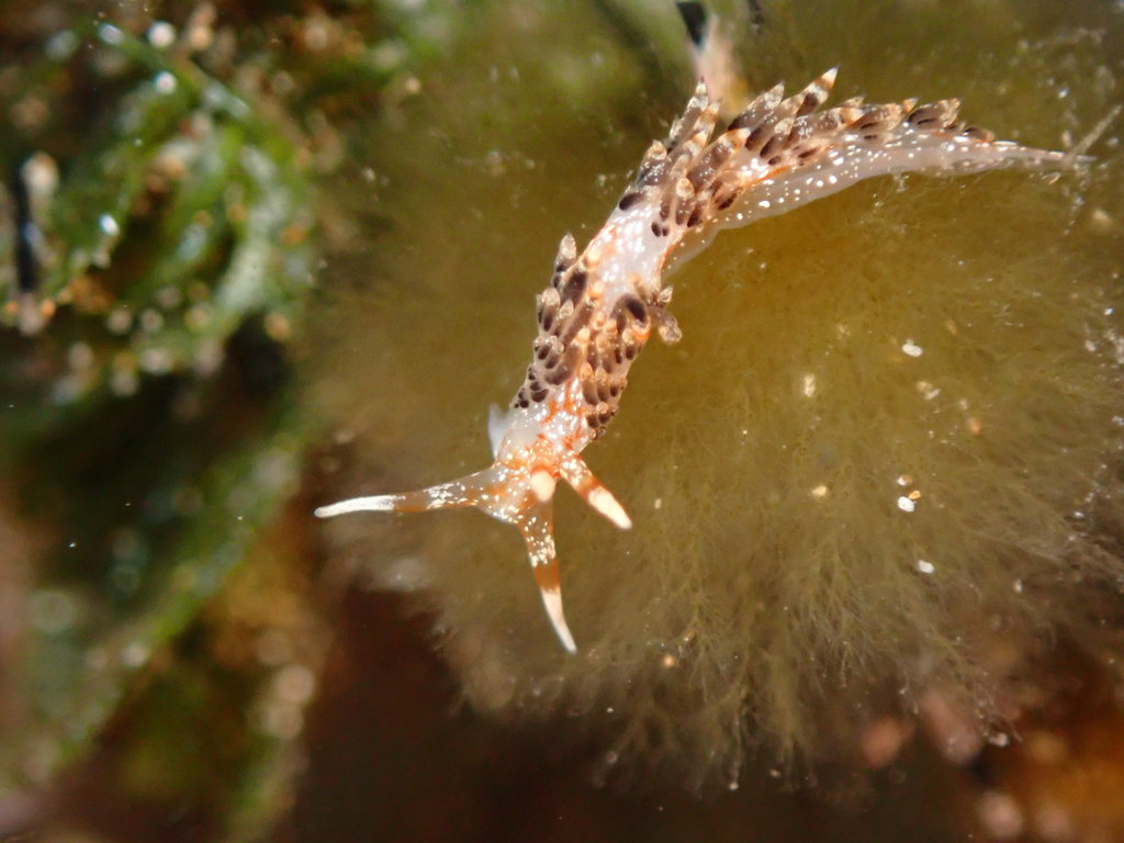 Phidiana semidecora