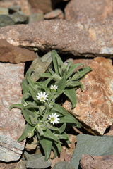 Stellaria americana