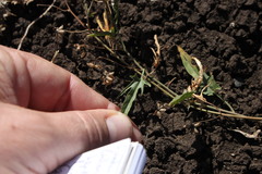 Convolvulus erubescens