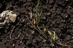 Convolvulus erubescens