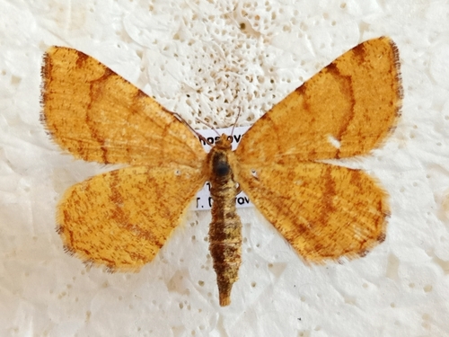 Rusty Speranza Moth