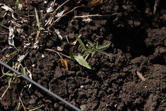 Convolvulus erubescens