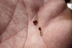 Convolvulus erubescens