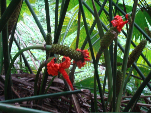 Carludovica palmata
