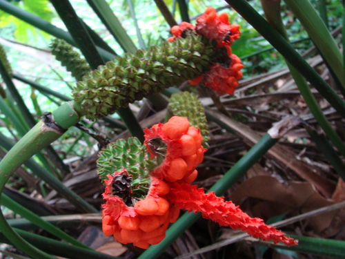 Carludovica palmata