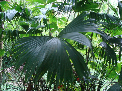 Carludovica palmata
