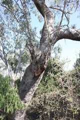 Eucalyptus orgadophila