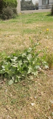 Urospermum picroides