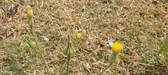 Urospermum picroides