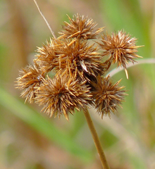 Juncus torreyi