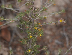 Phyllota pleurandroides