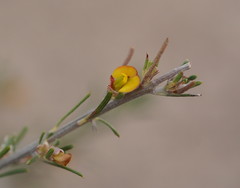 Phyllota pleurandroides