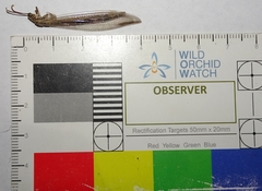 Distoleon bistrigatus