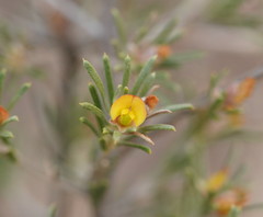 Phyllota pleurandroides