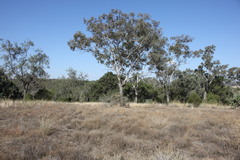 Eucalyptus orgadophila