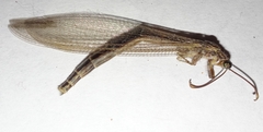 Distoleon bistrigatus