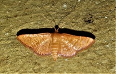Hypolamprus
